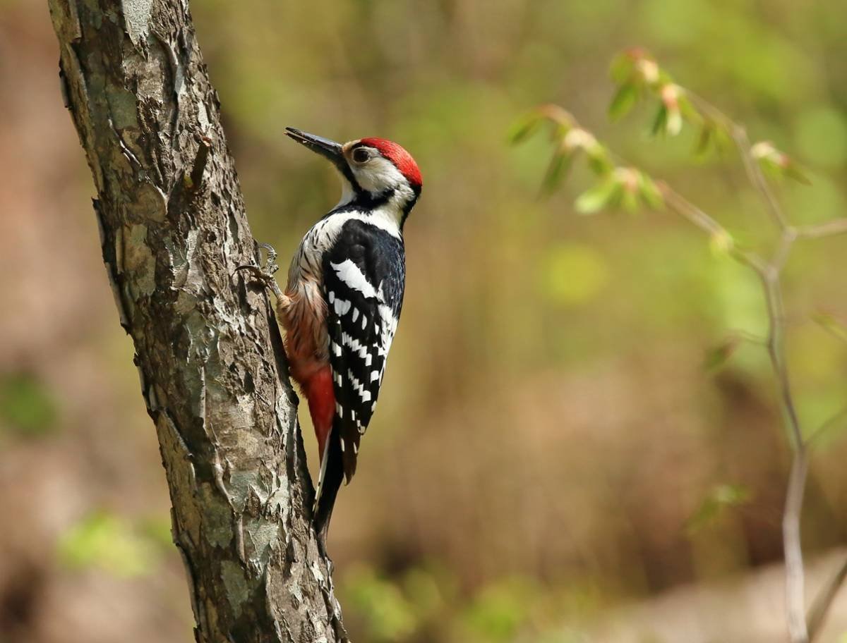 Дятел Лесной