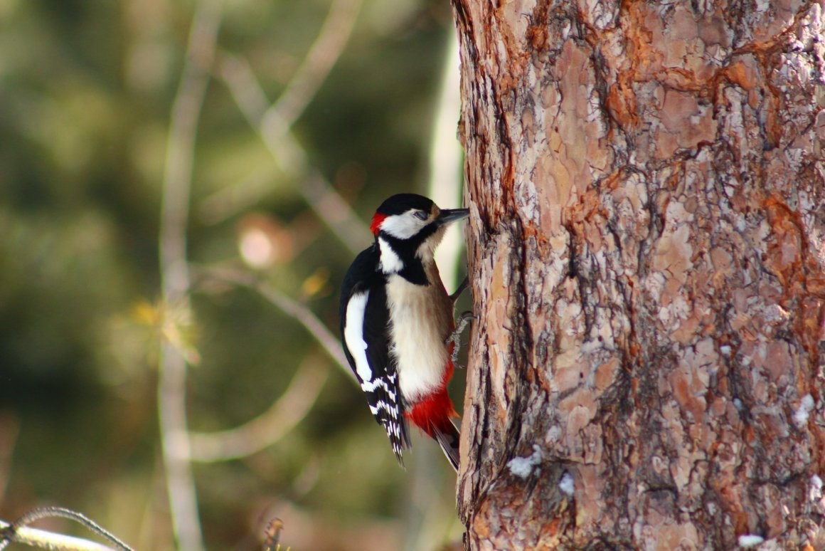 Птицы в лесу