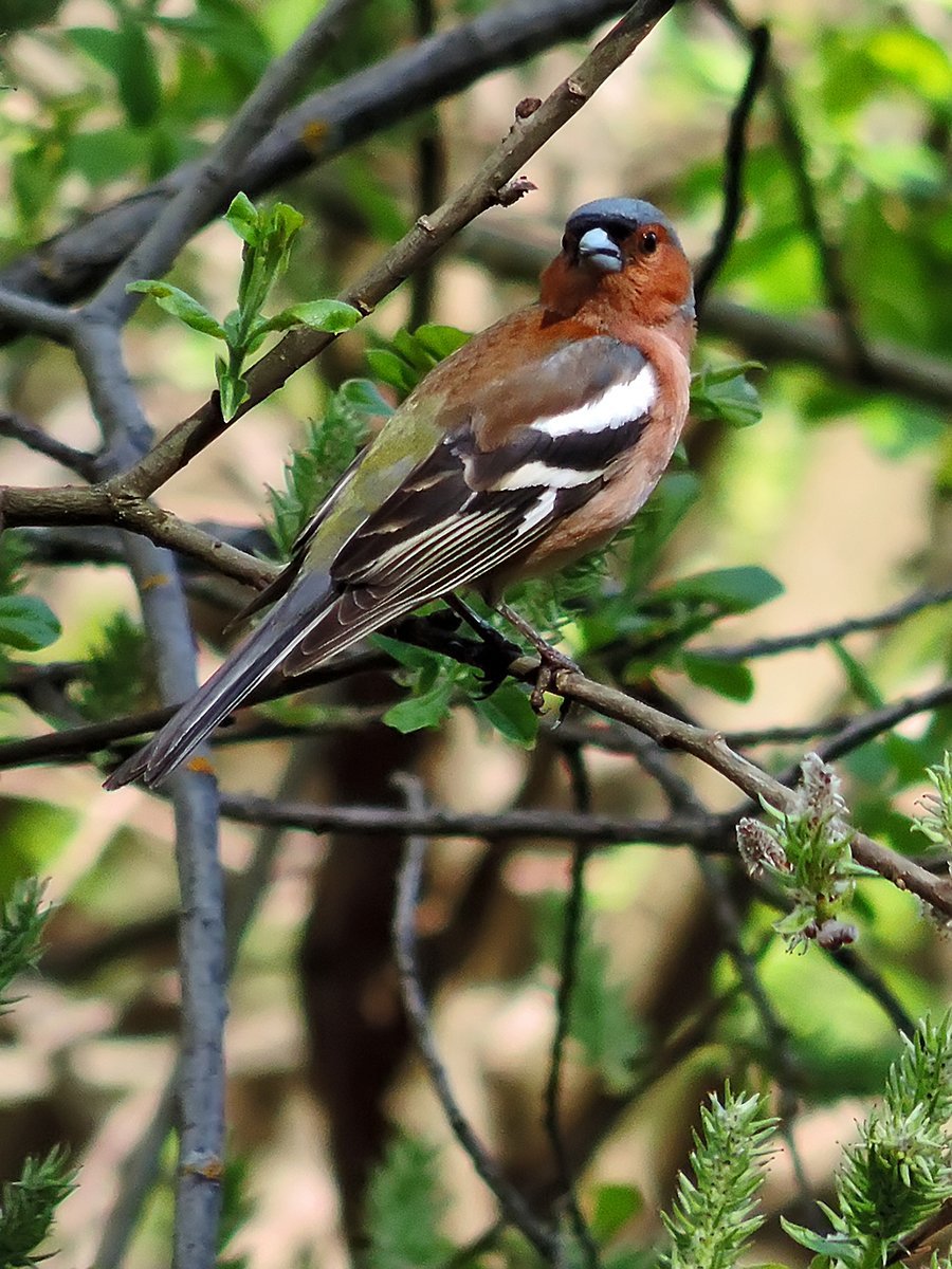 Длиннохвостый Зяблик