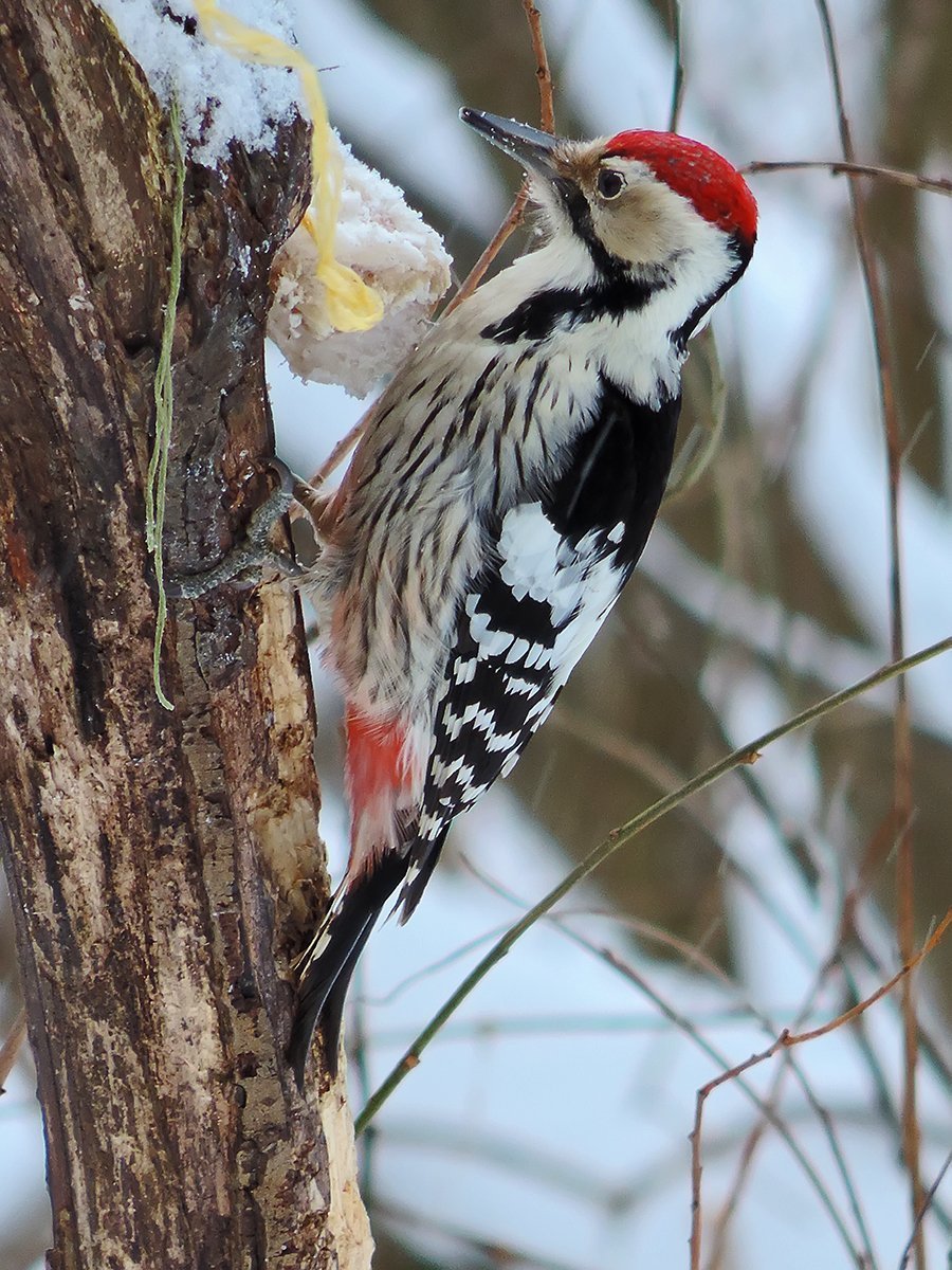 Белоспинный дятел