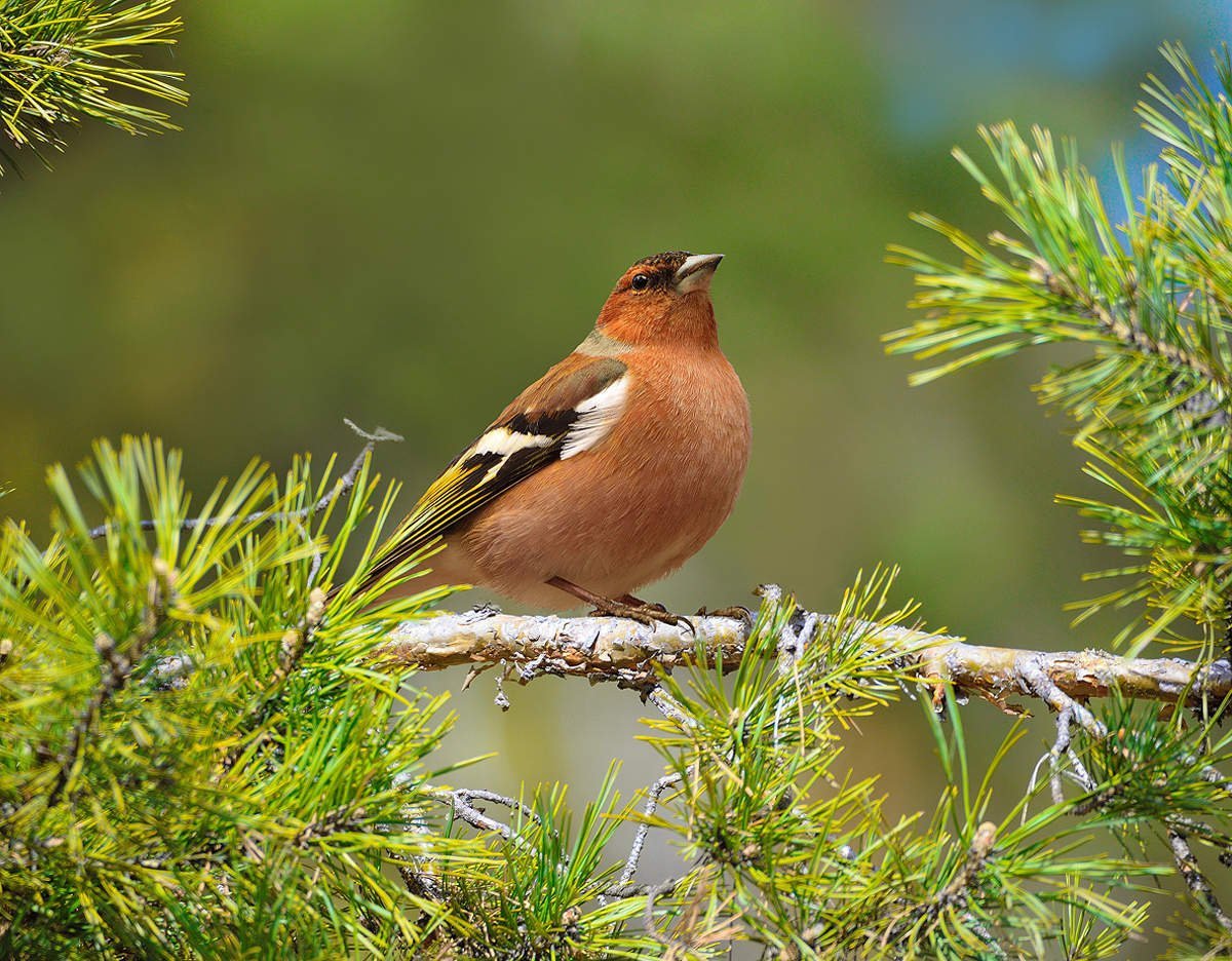 Лесные птицы Зяблик