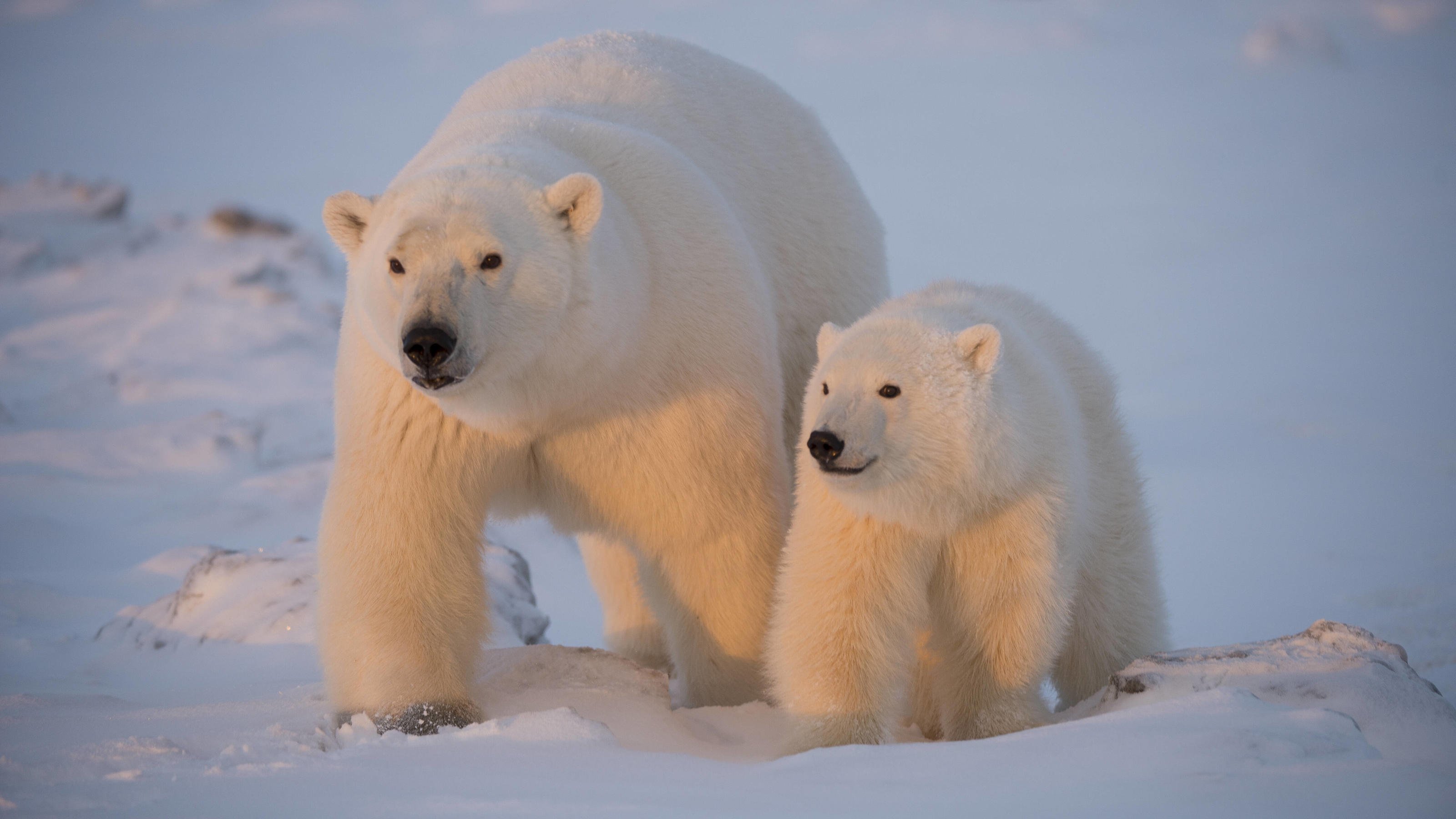 Арктика жизнь белого медведя. Животные арктических пустынь белый медведь. Белые медведи в арктических пустынях. Арктические пустыни животные белый медведь. Арктические пустыни России белые медведи.