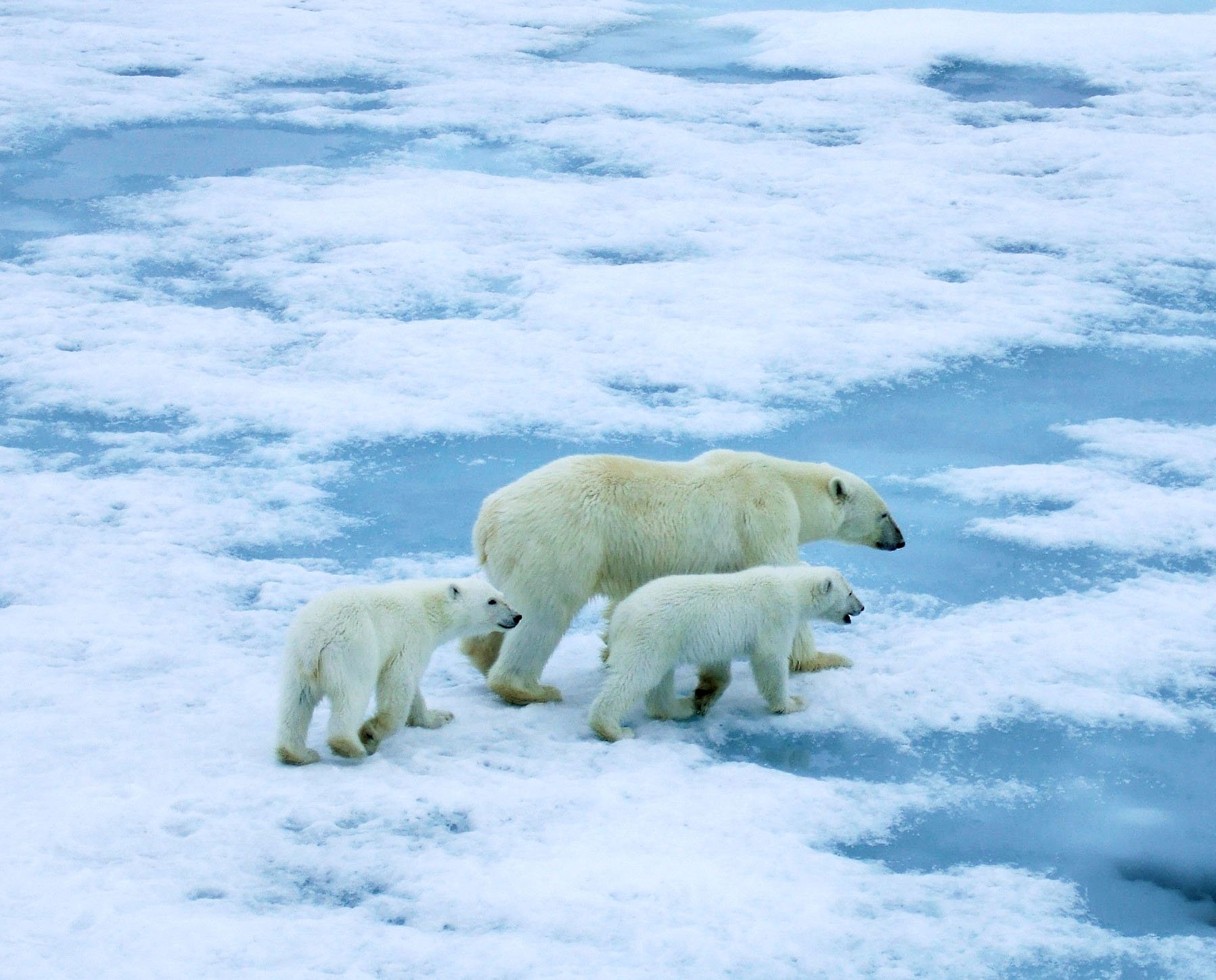 Северный ледовитый животный мир. Северный Ледовитый океан белый медведь. Белый медведь арктических пустынь. Зона арктических пустынь белый медведь. Северный Ледовитый океан Полярный медведь.