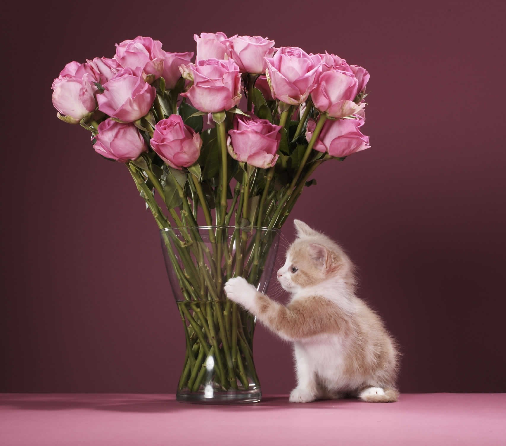 Подарить цветы в вазе. Кот с цветами. Котенок с букетом цветов. Котенок с букетом тюльпанов. Букет «милый».