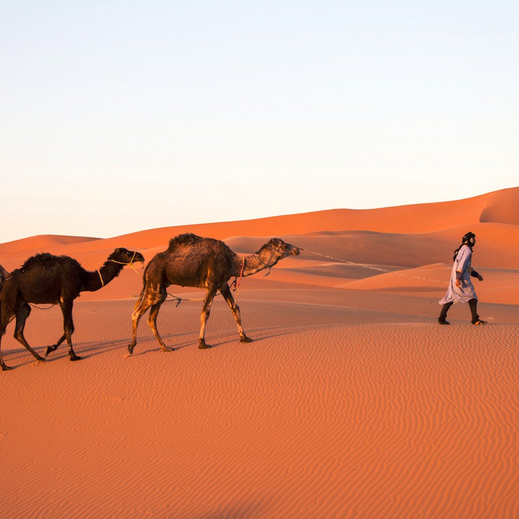 Пустыня сахара животные