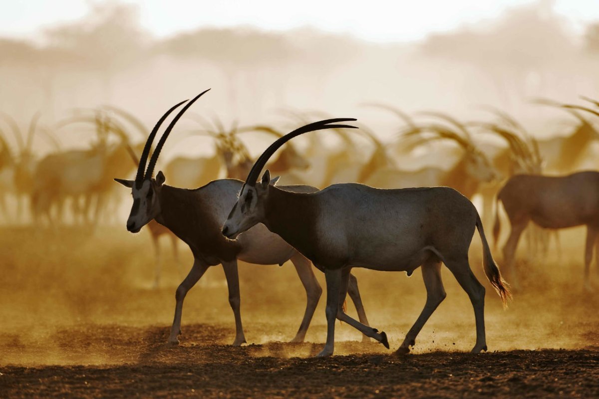 ОАЭ парк дикой природы Аравии