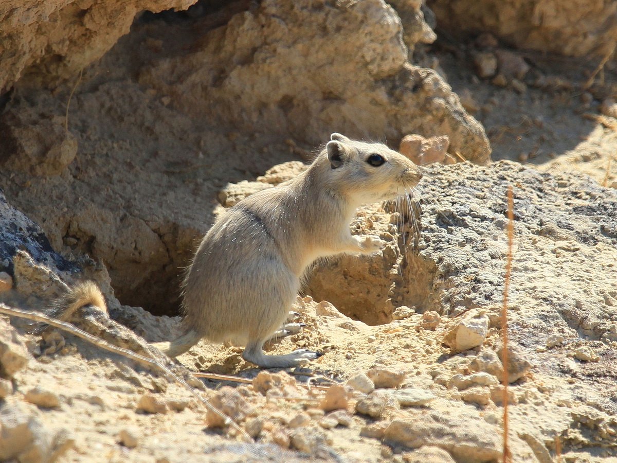 Животные пустыни Кызылкум