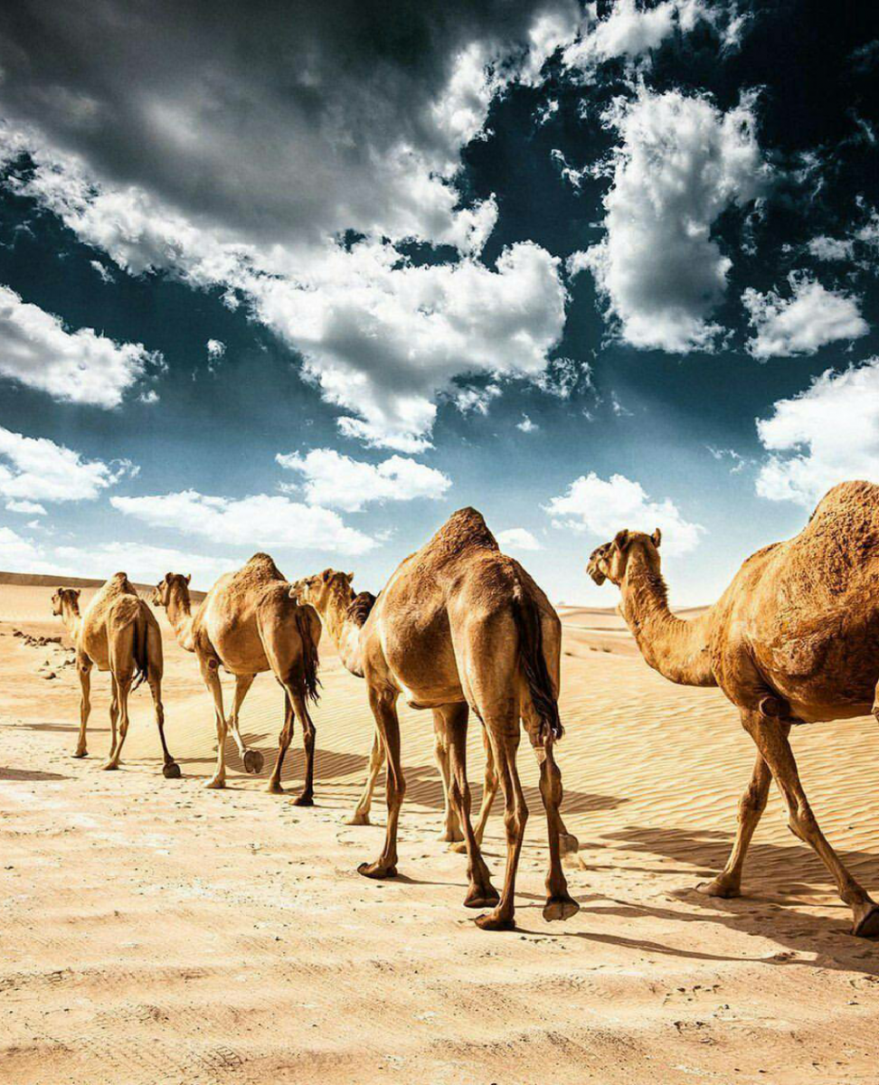 Верблюд за верблюдом