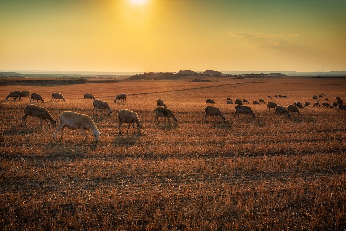 Полупустыни России пастбища овец