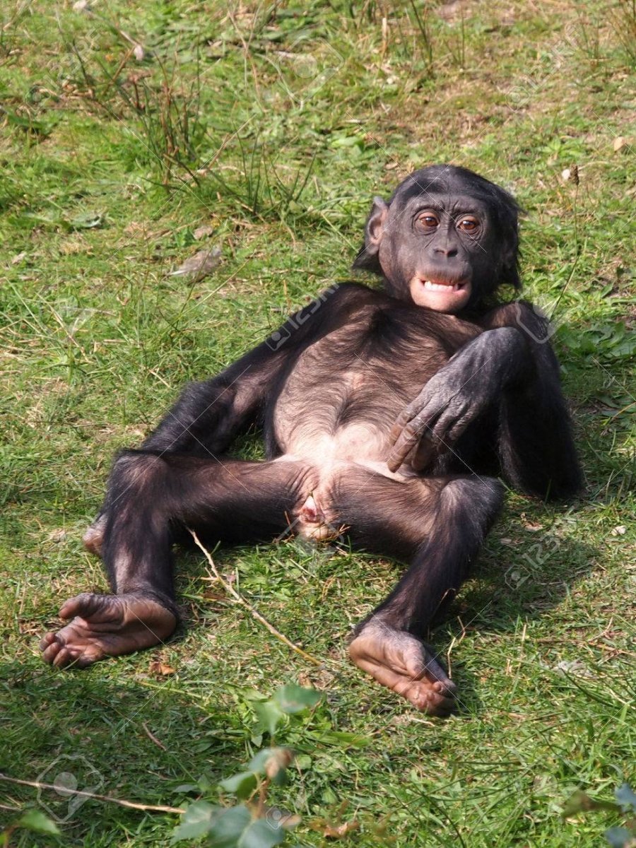 Бонобо яйца