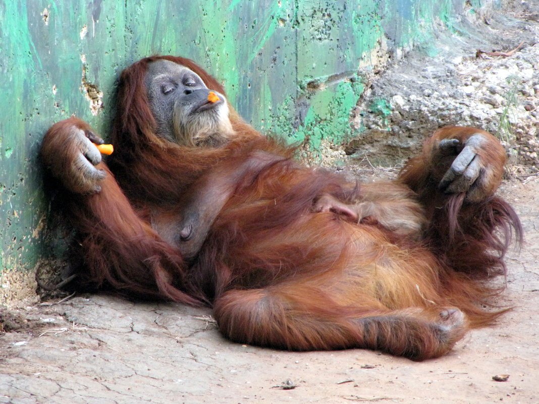 Мартышка лежит