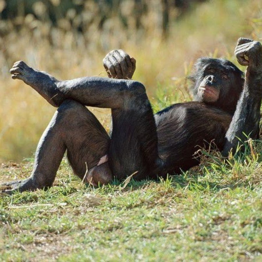 Самец обезьяны отдыхает