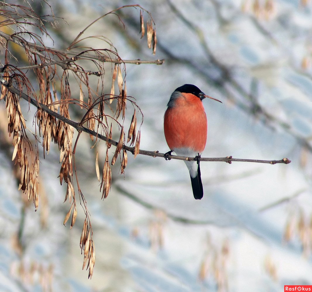 Птицы Смоленска