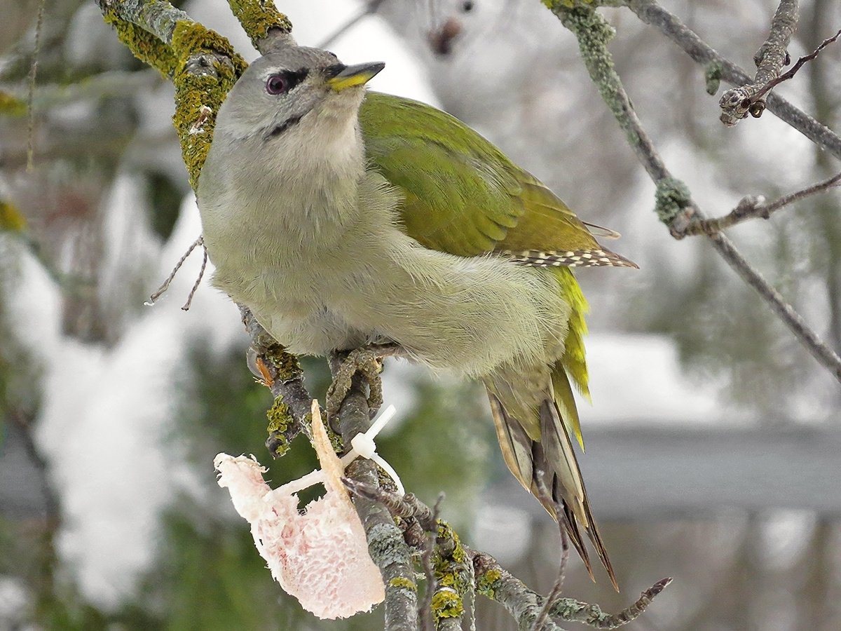 Птицы Смоленской области