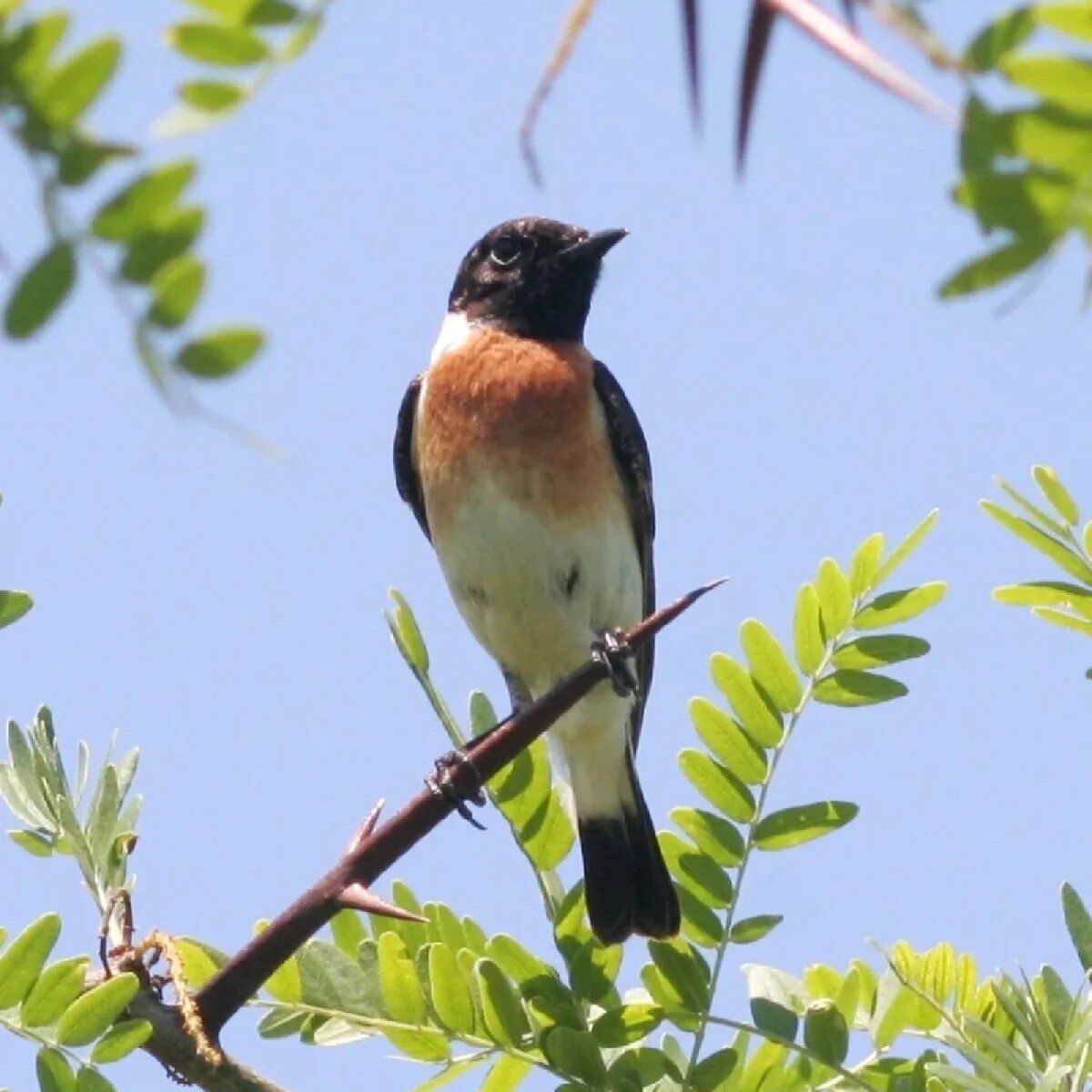 Лесные птицы Ставропольского края