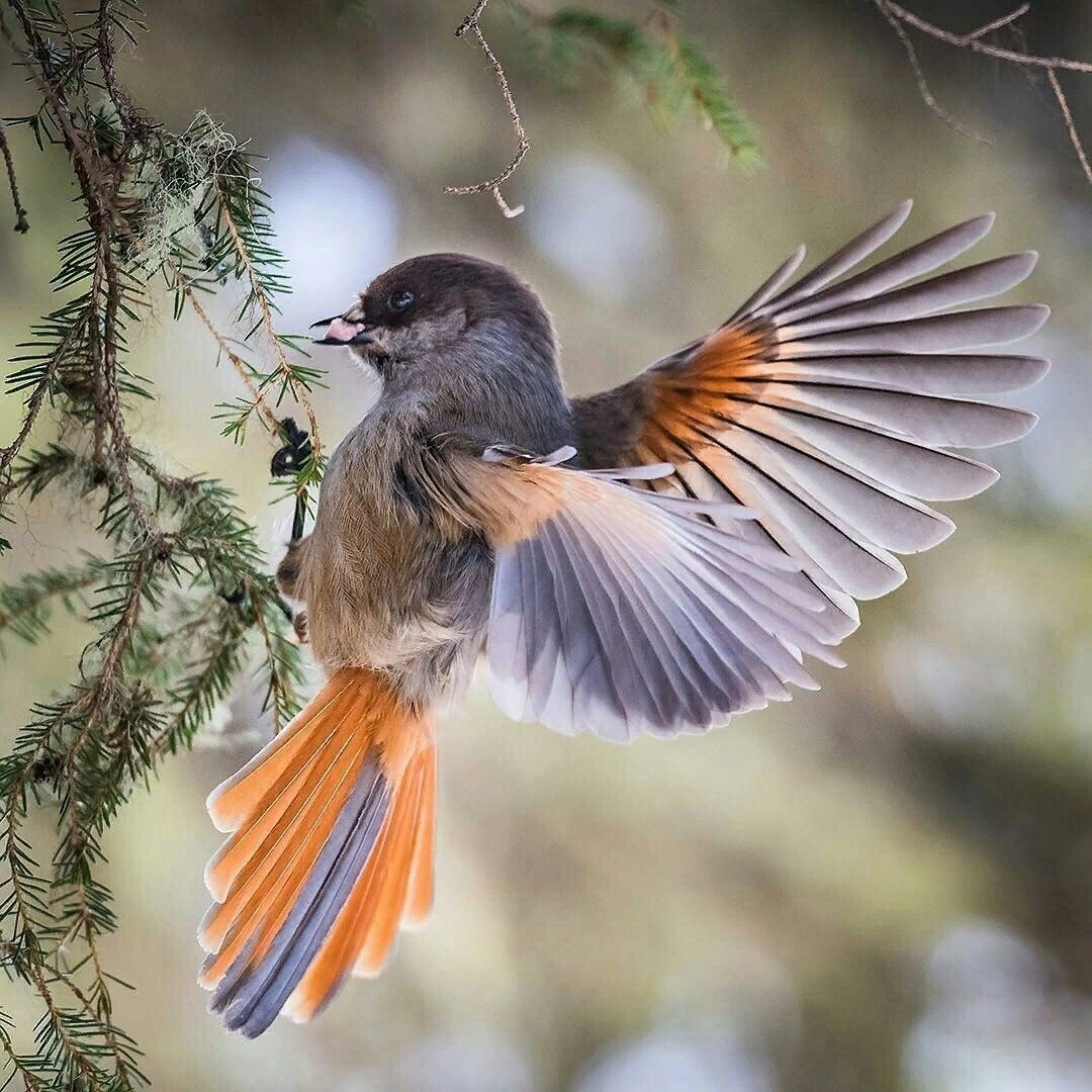 Канадская Кукша птица