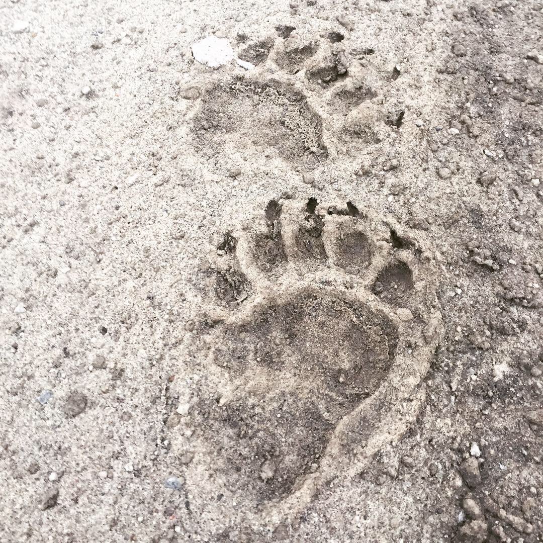 Следы медведя на земле