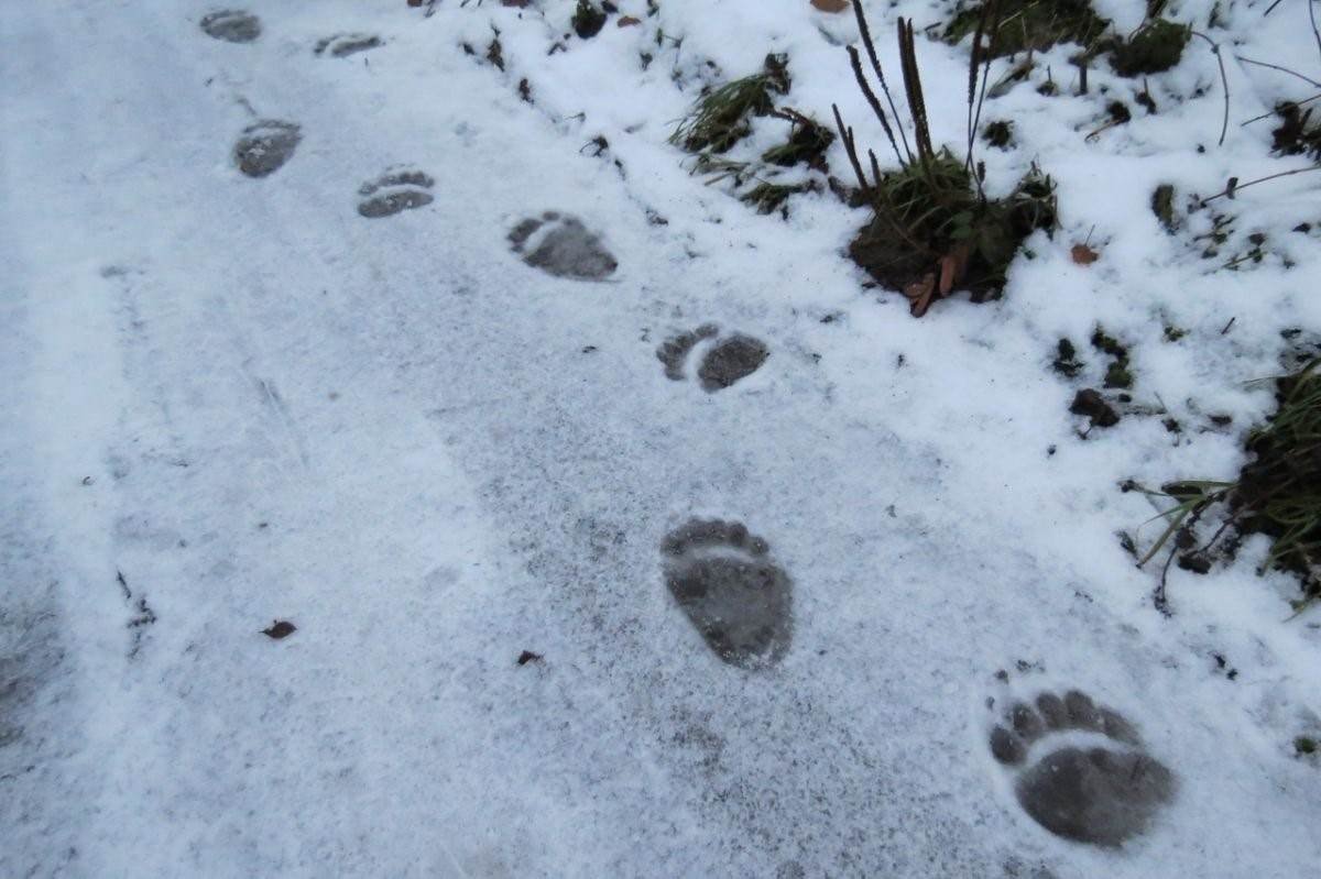 Следы медведя зимой