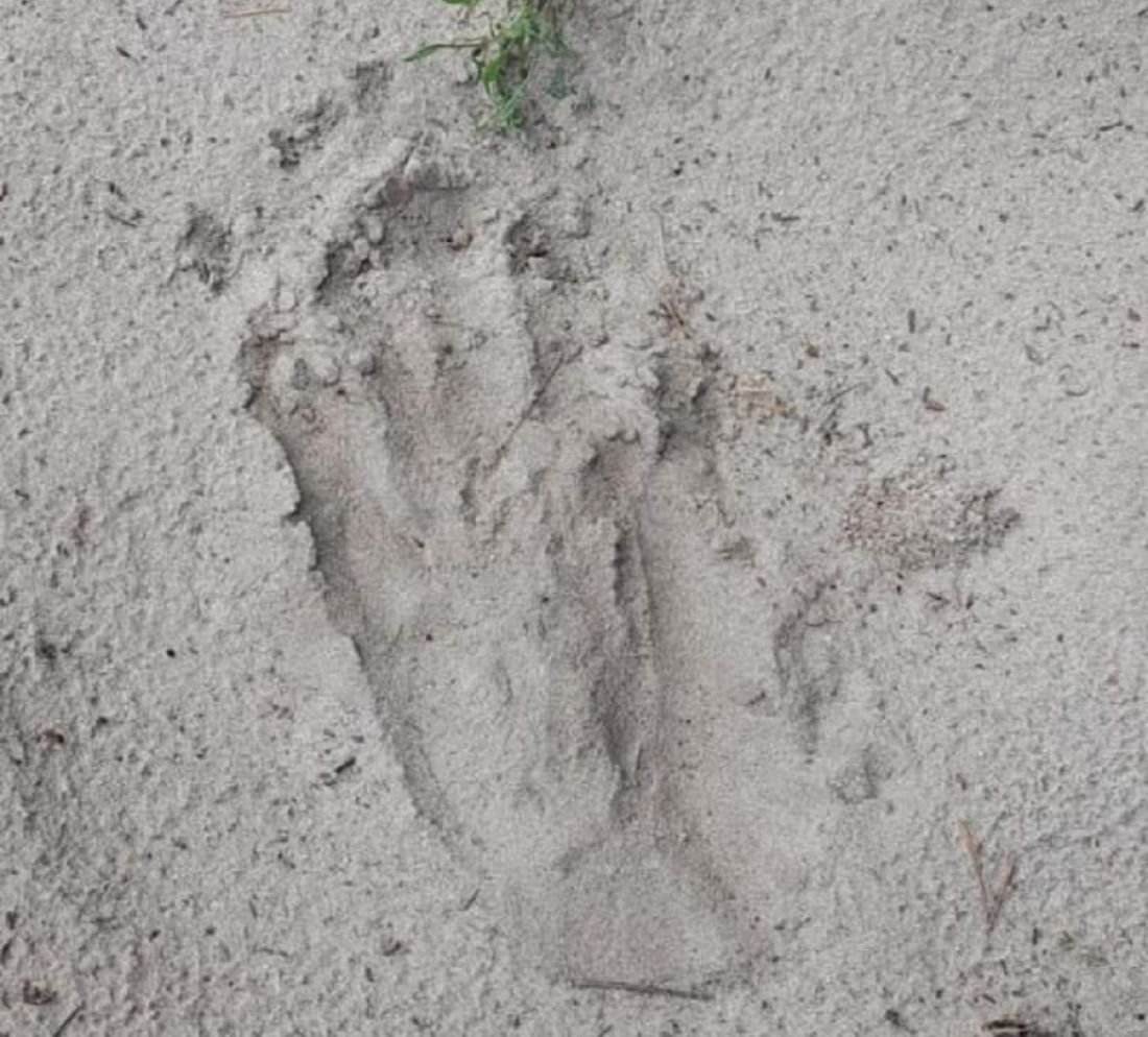 Следы медведя на траве