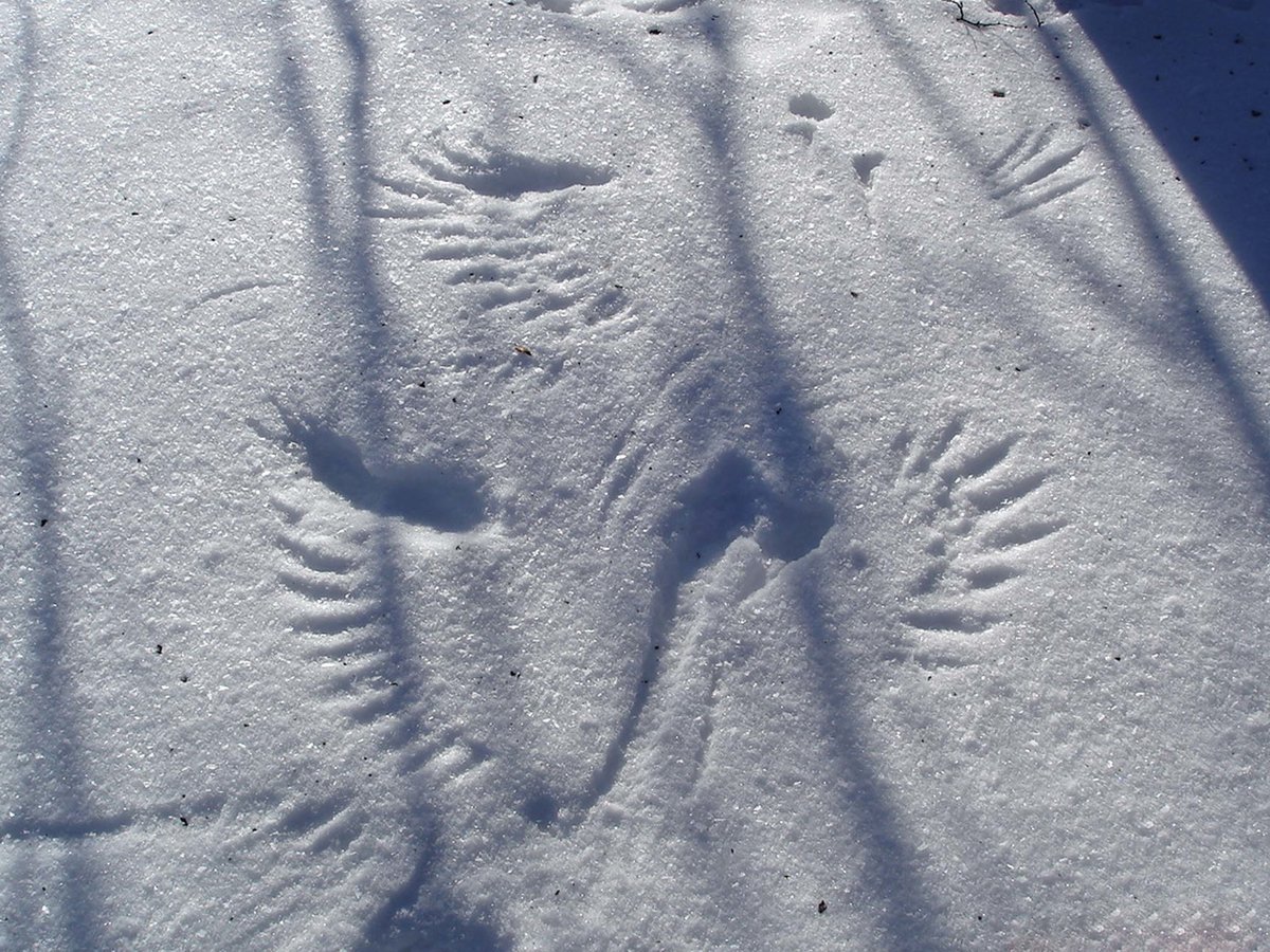 Следы разных животных на снегу