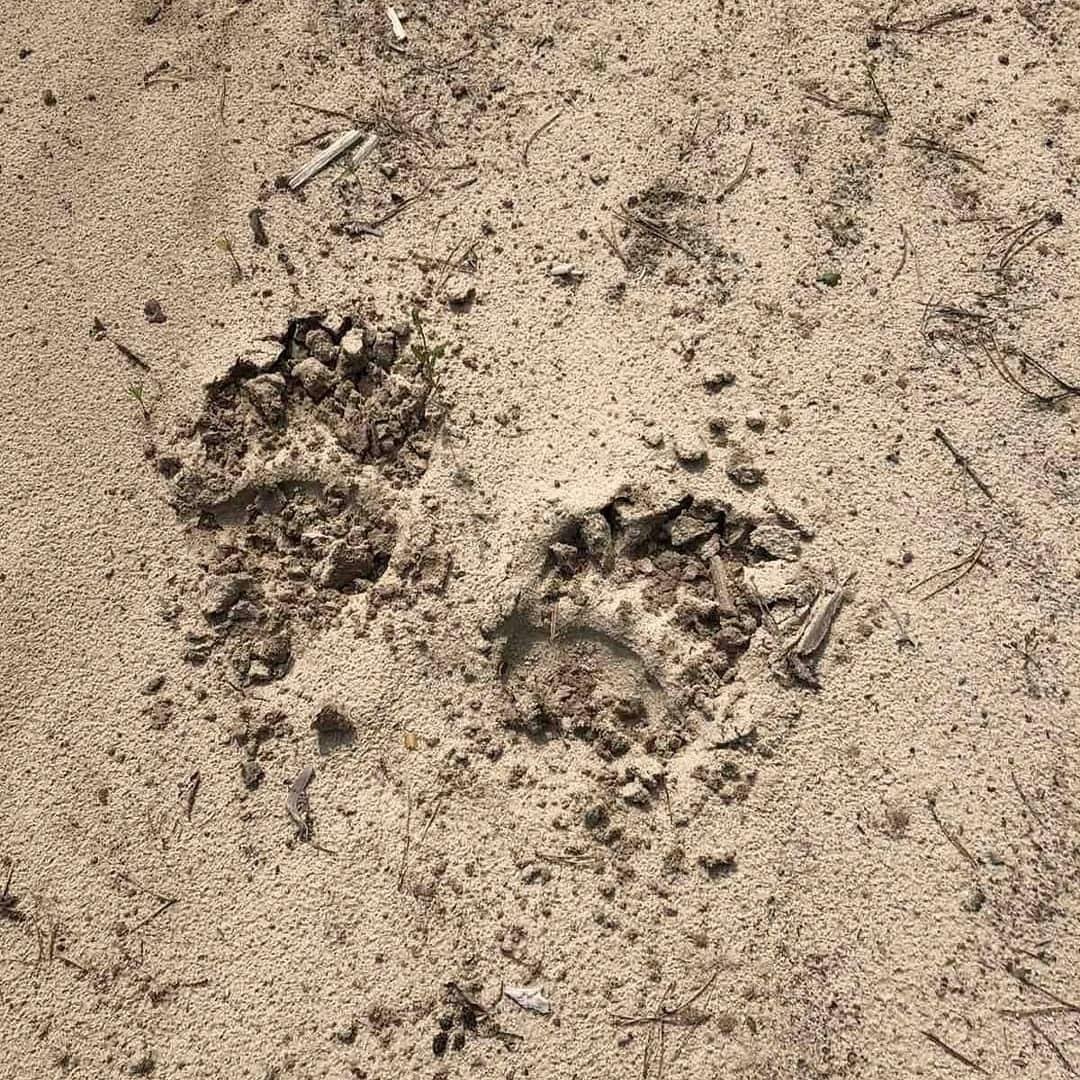 Следы медведя на песке