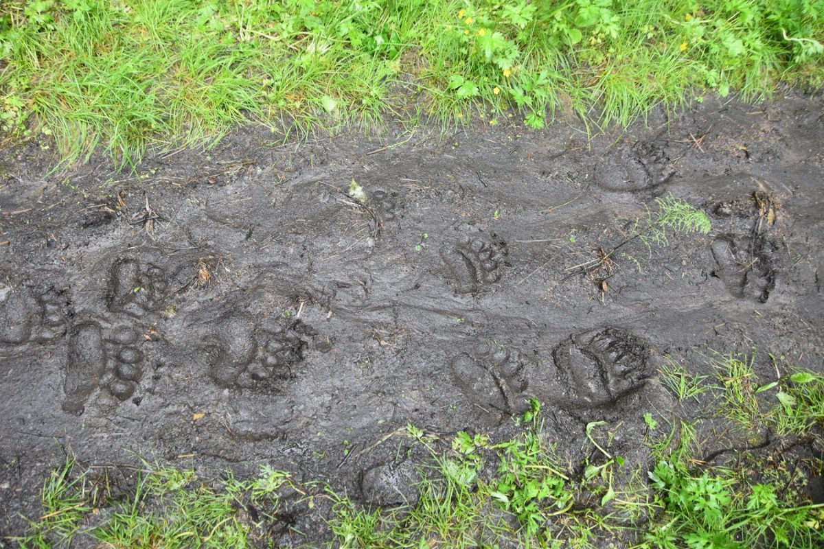 Следы медведя на траве