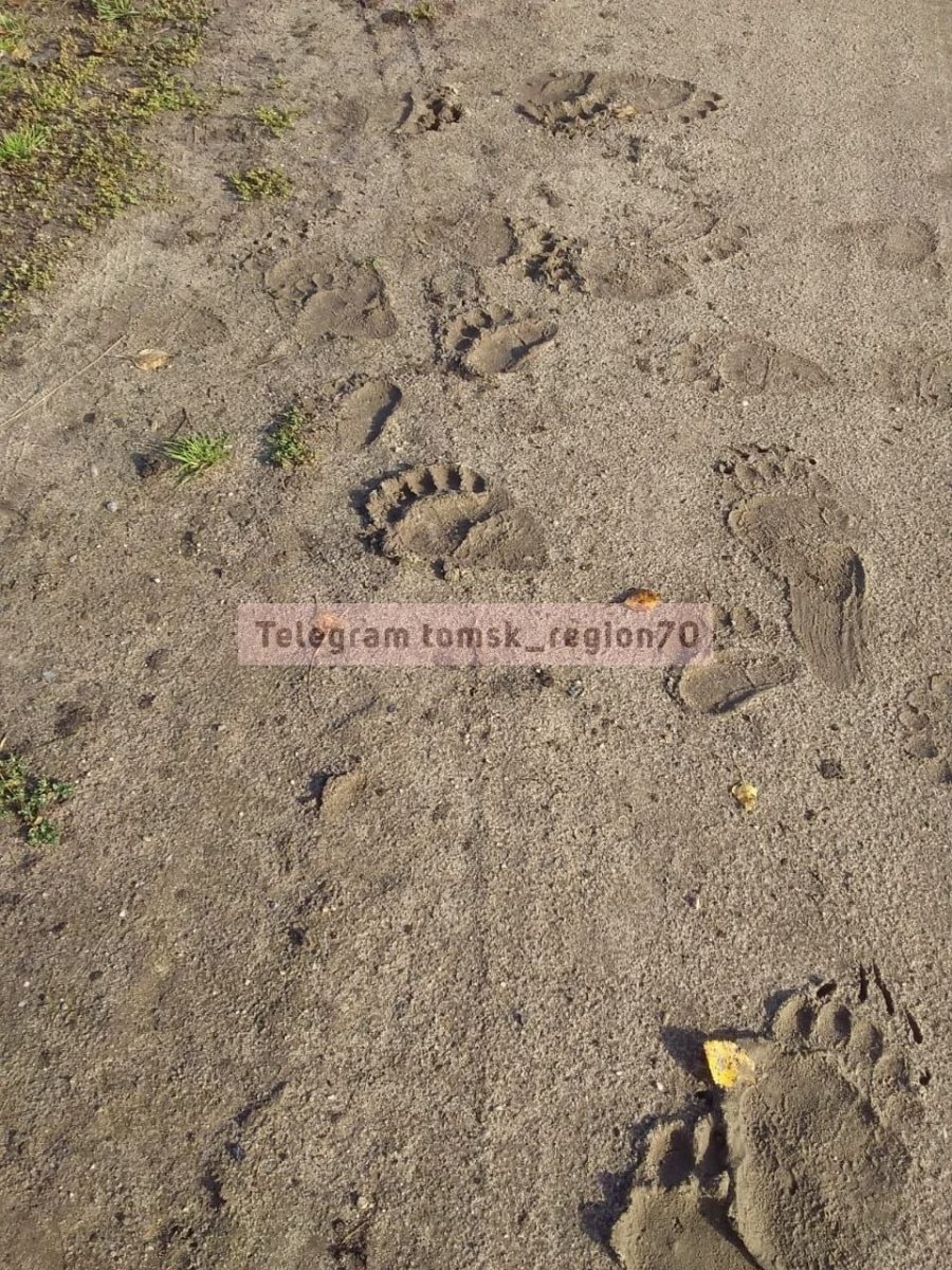 Медвежий след