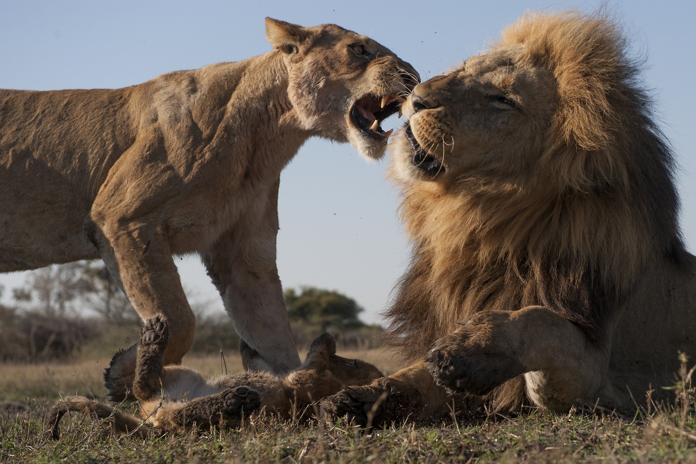 Дикие хищники Африки. Африканский Лев. Львы в дикой природе. Хищные звери Африки.