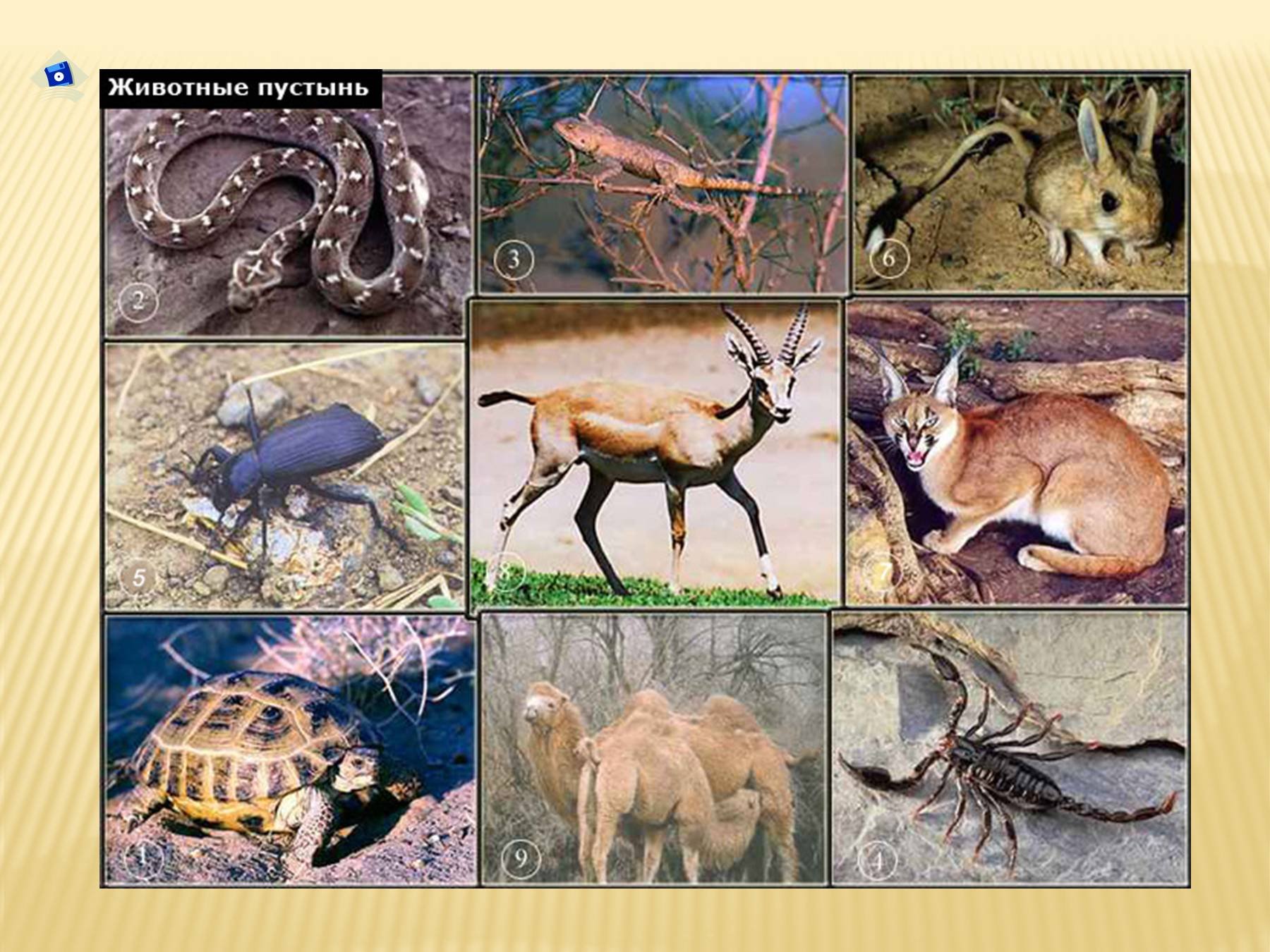 Сообщение о живых организмах разных природных зон. Животные пустыни. Обитатели зоны пустынь. Картинки животных пустыни. Животные пустынной зоны.