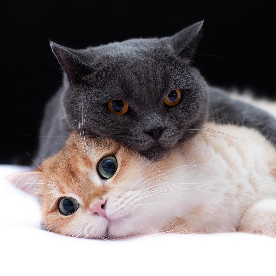 Котики 2 на 2