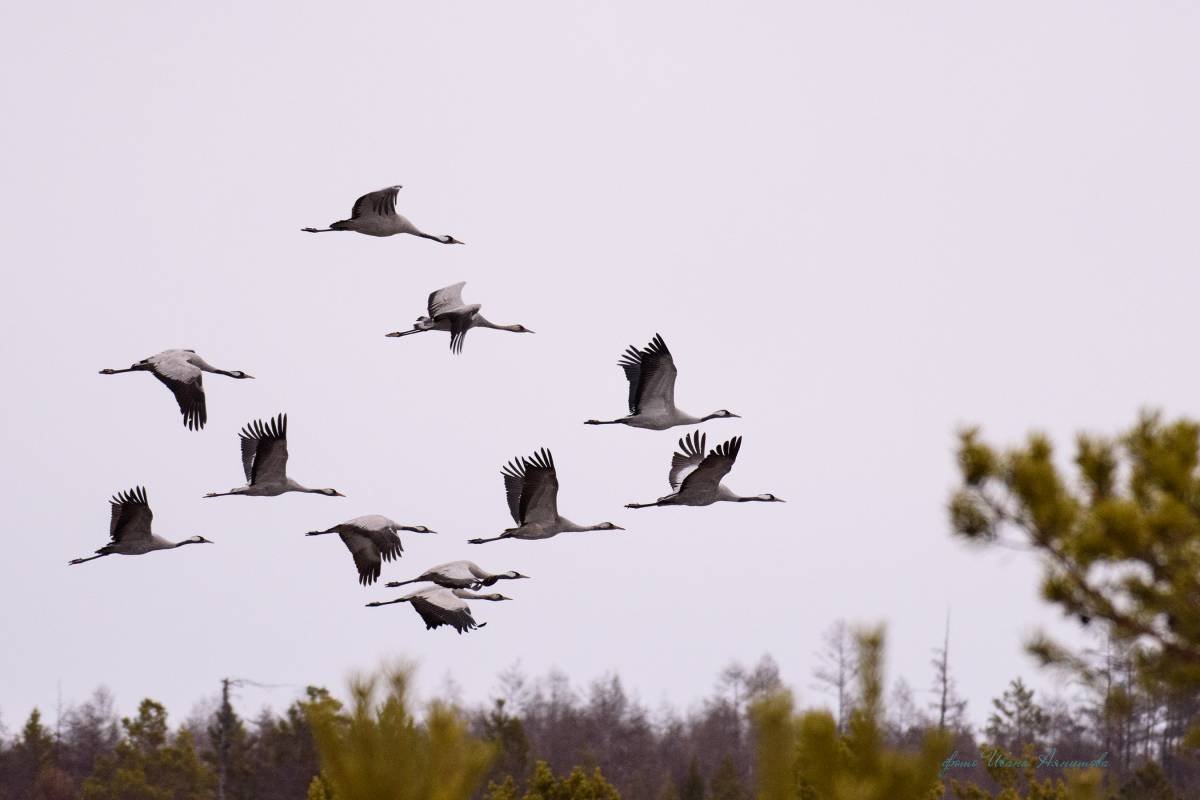 Перелетные птицы Сибирь Сибирь