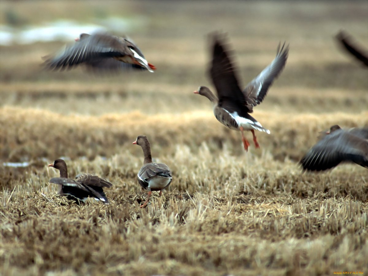 Дикие гуси на поле