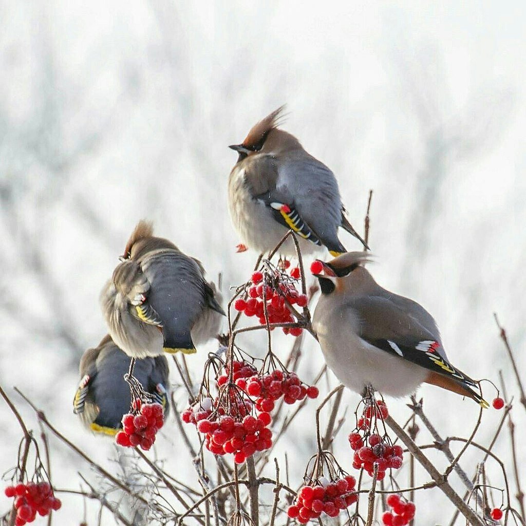 Свиристель зимующая птица