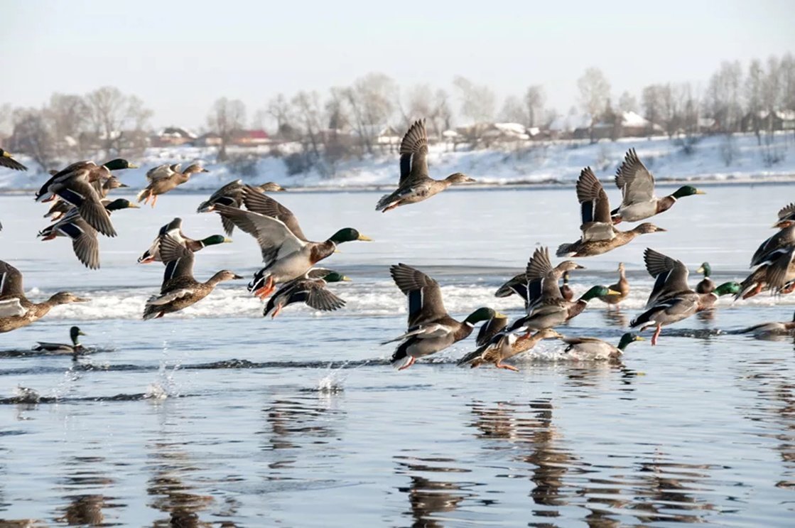 Весенняя охота на уток в Якутии