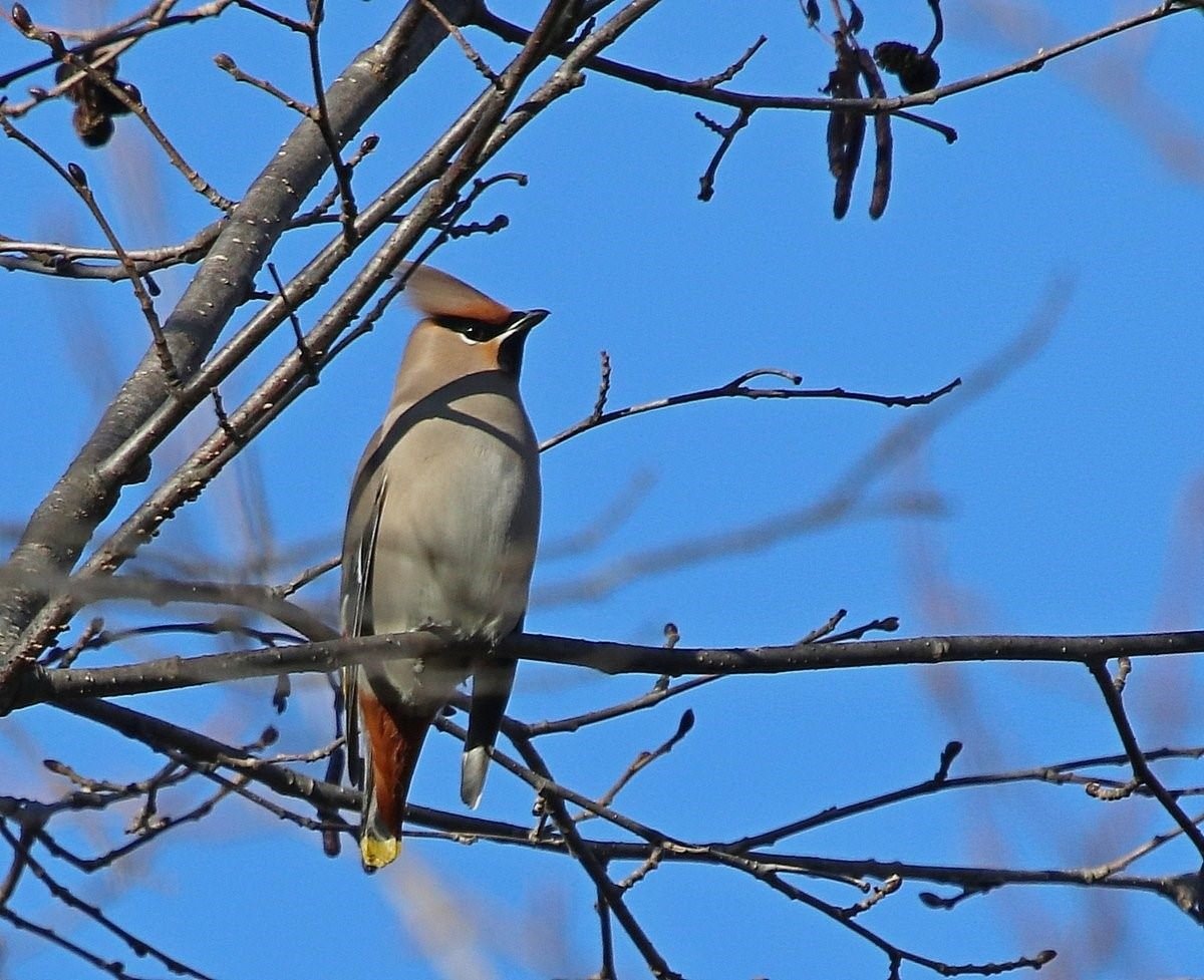 Перелетные птицы дальнего Востока