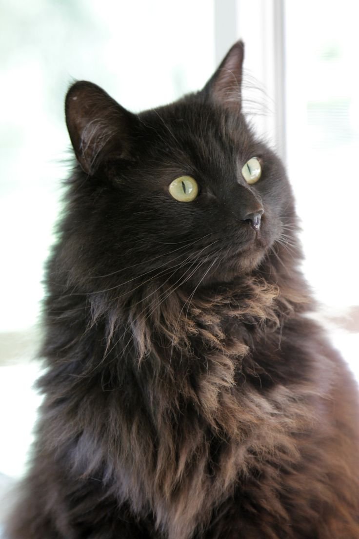 Шантильи-Тиффани порода кошек