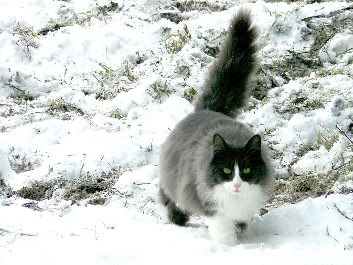 Аляскинский Сноу Кэт