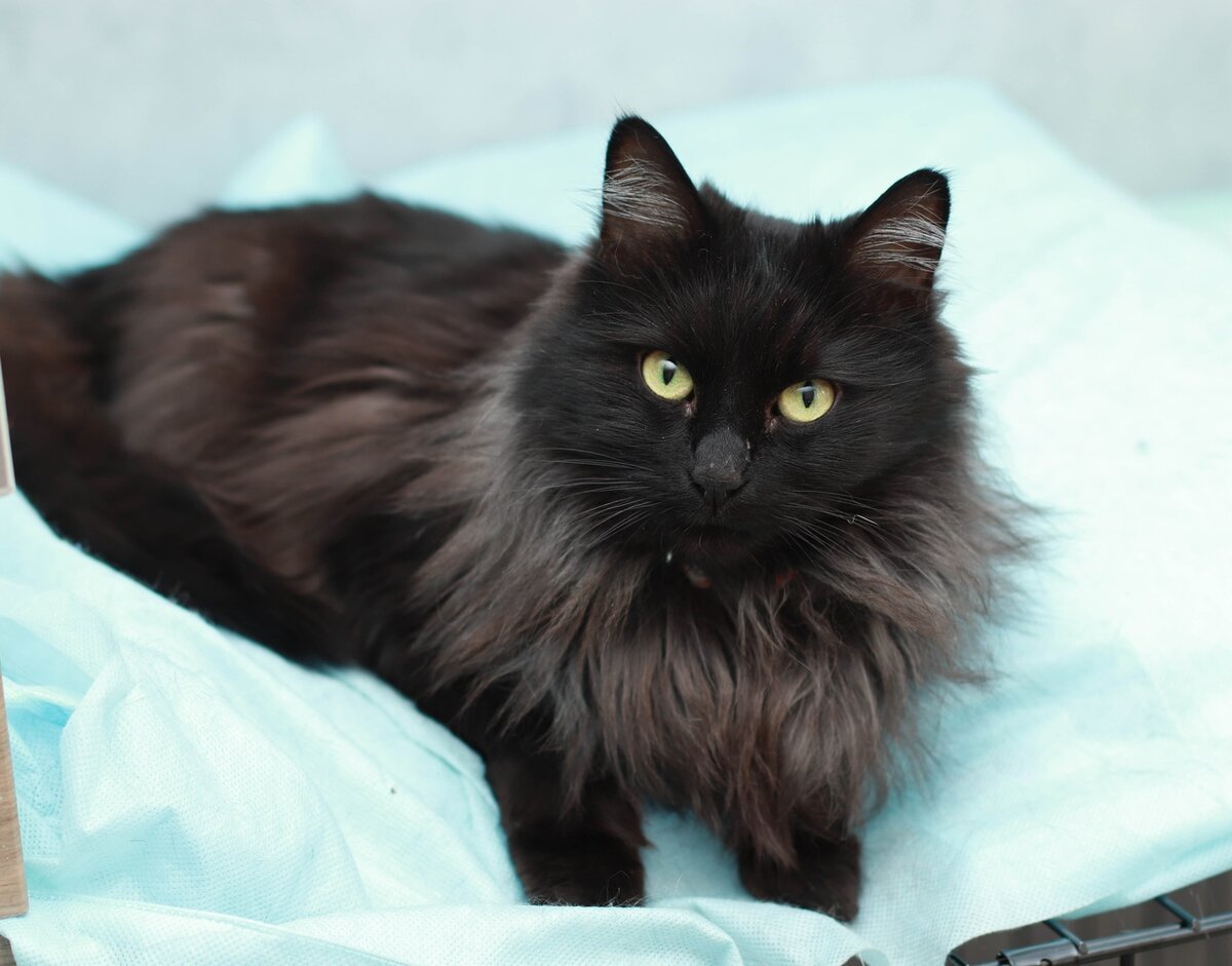 Черные длинношерстные Сибирские котята