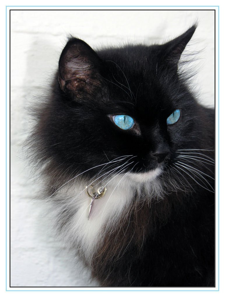 Чёрная кошечка с голубыми глазами