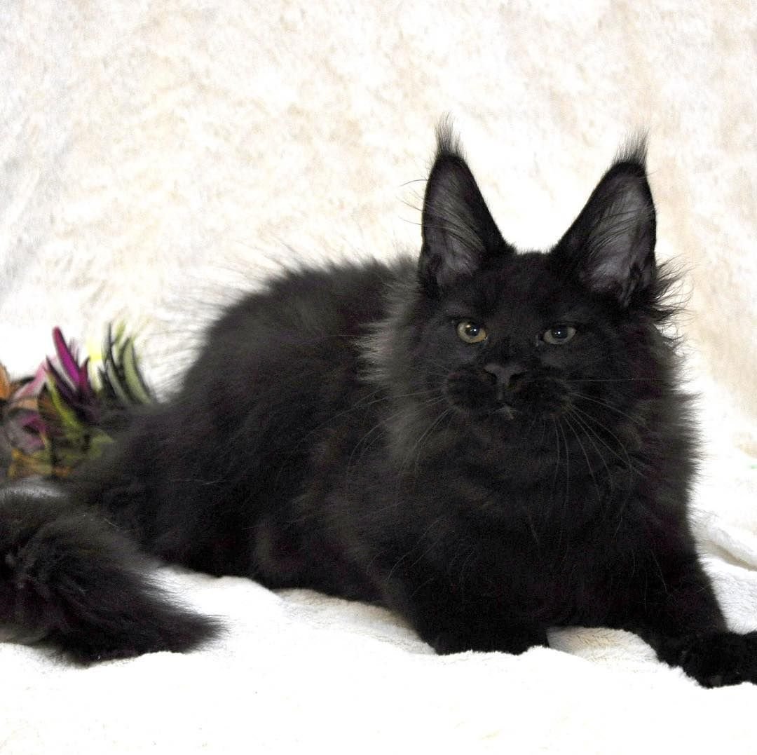 Невская Лесная кошка Чарная