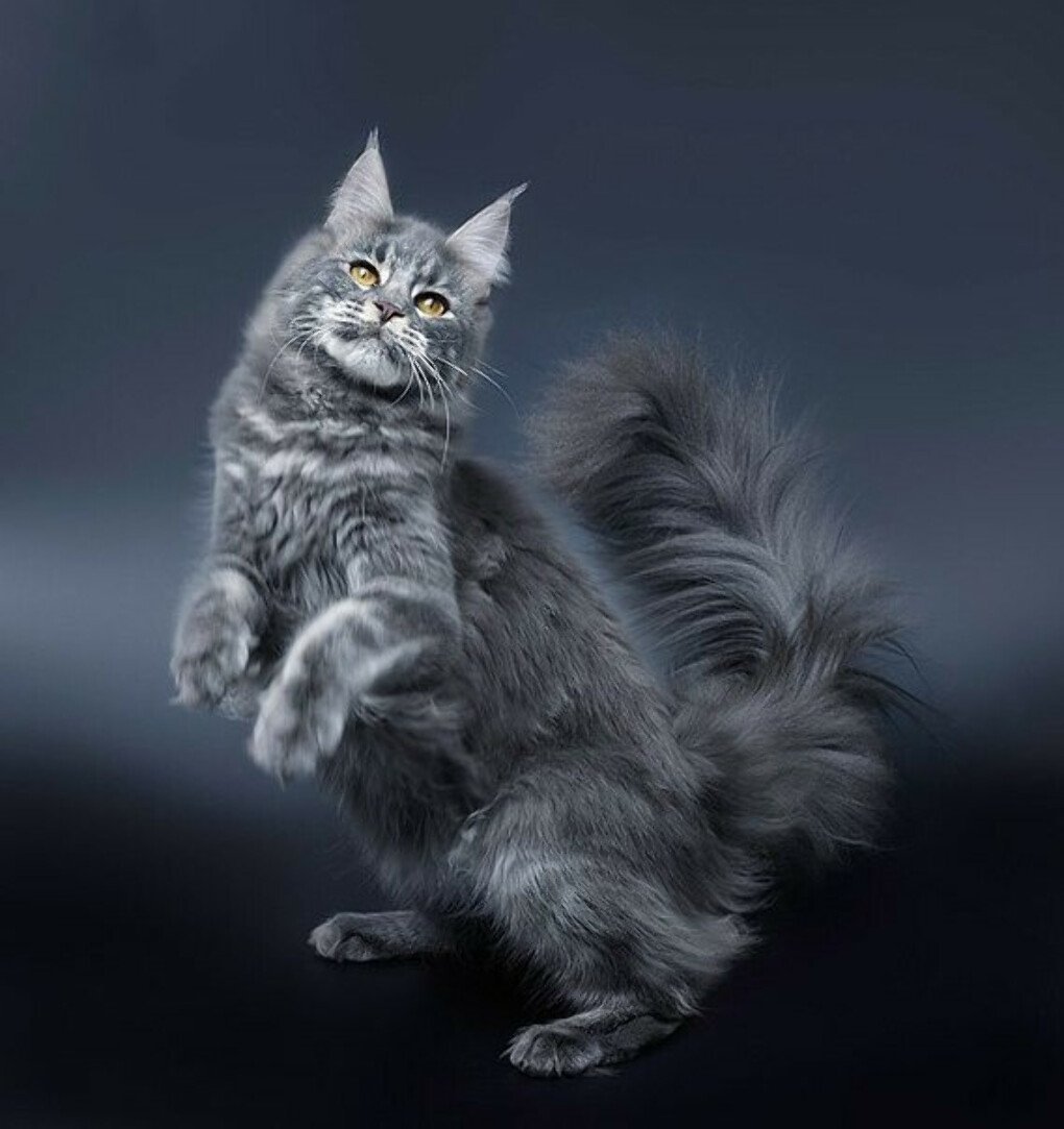 Серый Мейн кун котенок