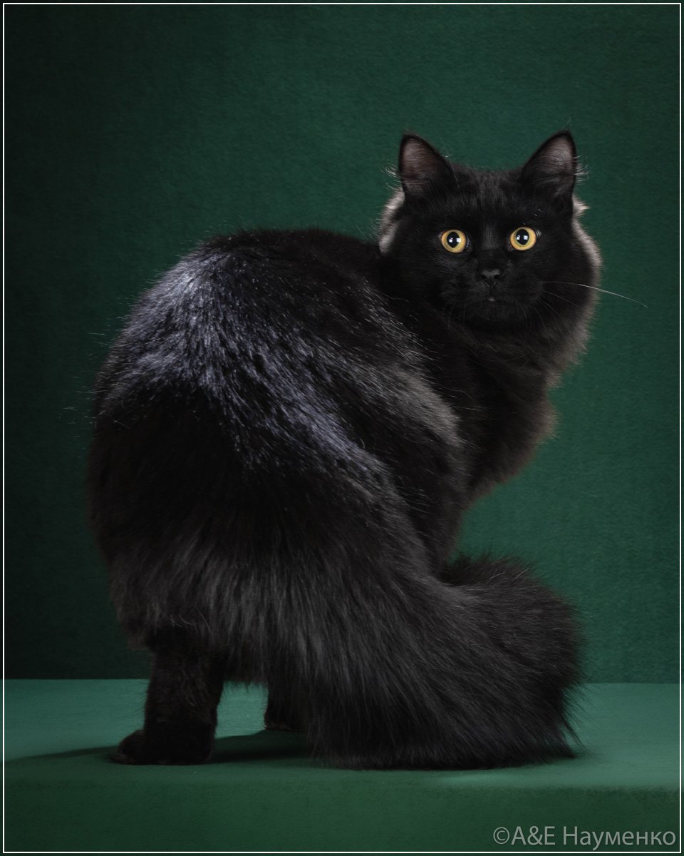 Сибирский длинношерстный черный кот