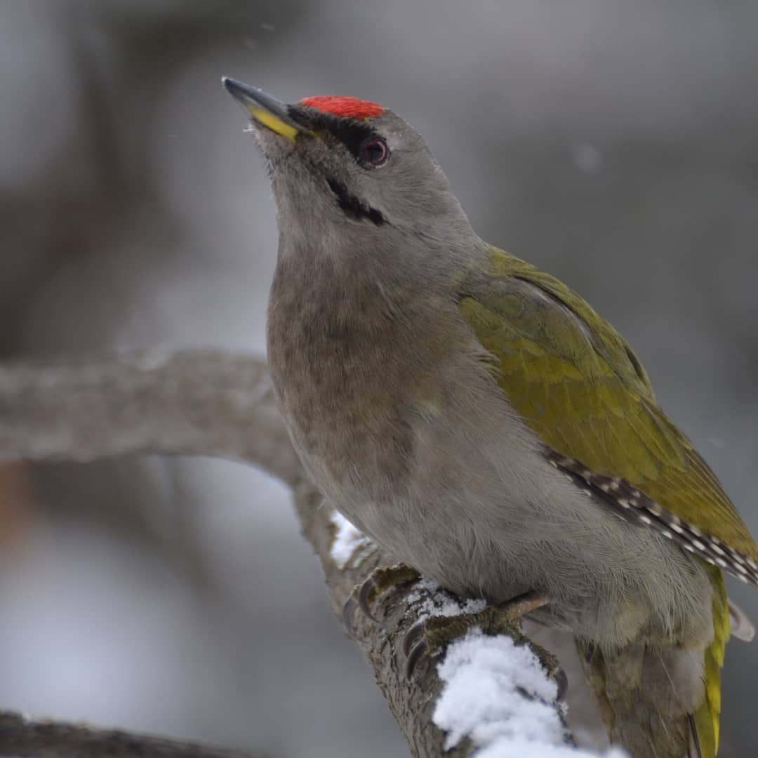 Зелёный дятел в Сибири