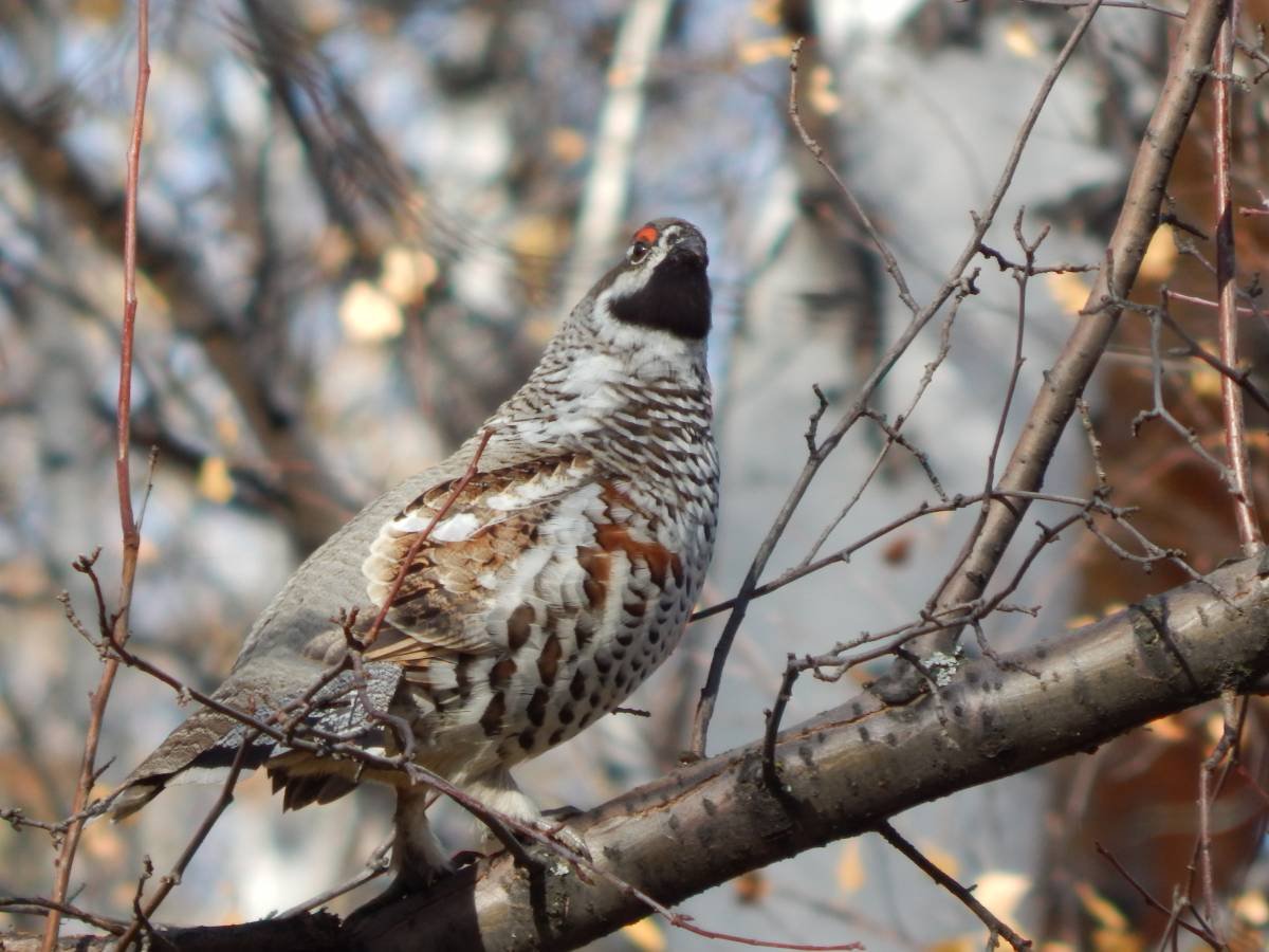 Птицы Новосибирской области зимой