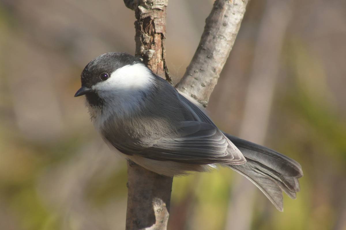 Птицы города Новосибирска