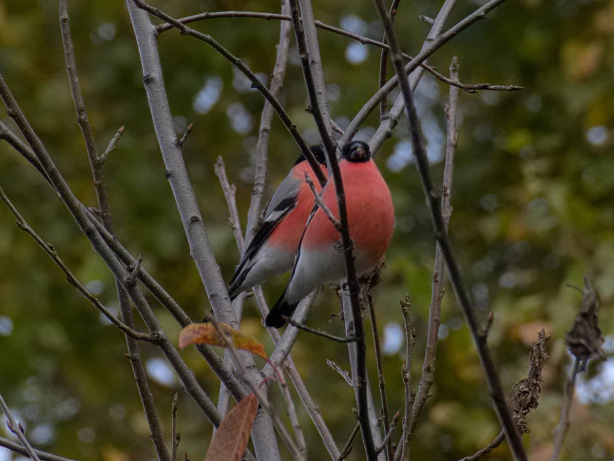 Животные и птицы Новосибирской области