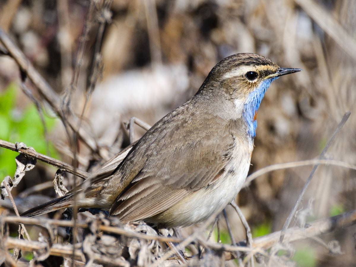 Лесные птицы НСО