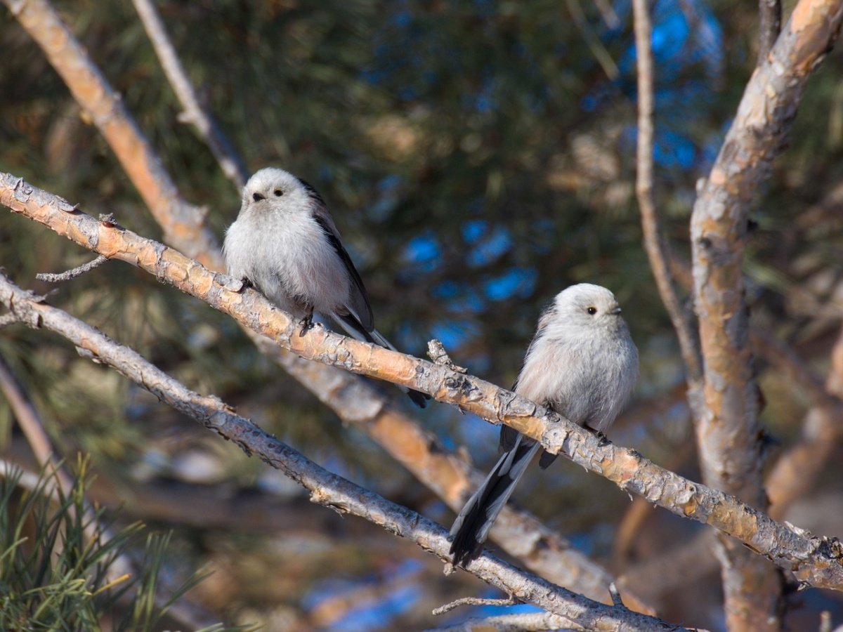 Ополовник ареал