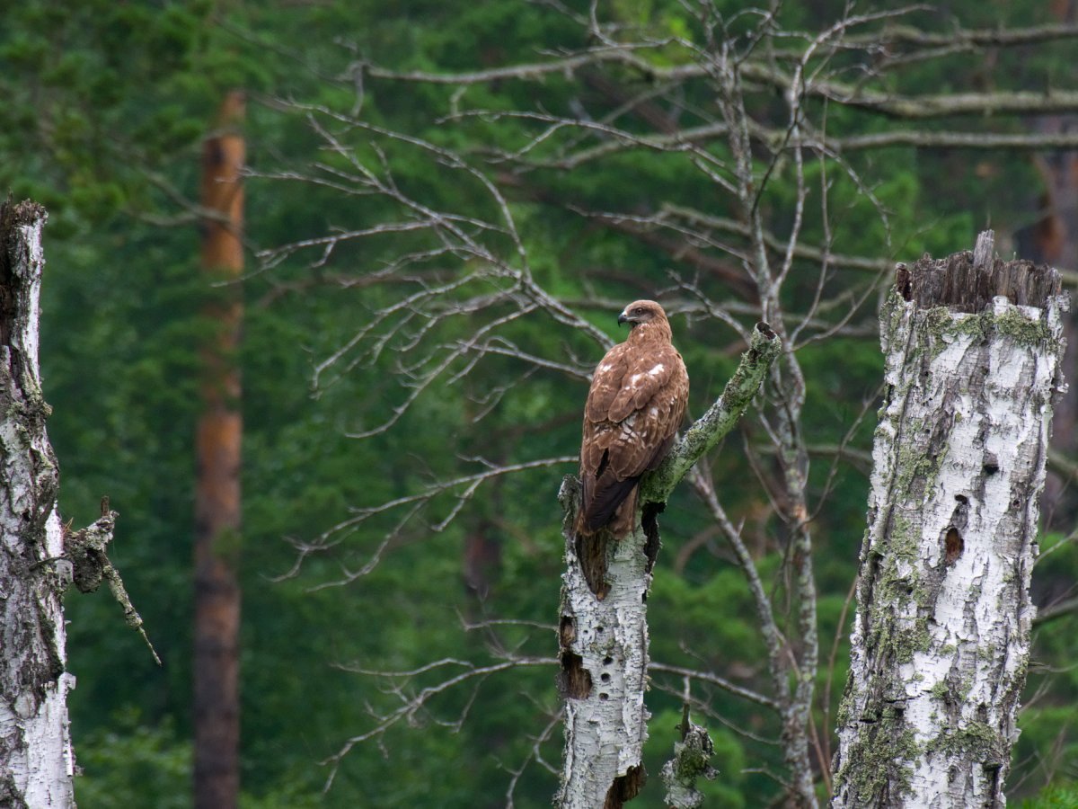 Животные Караканский Бор