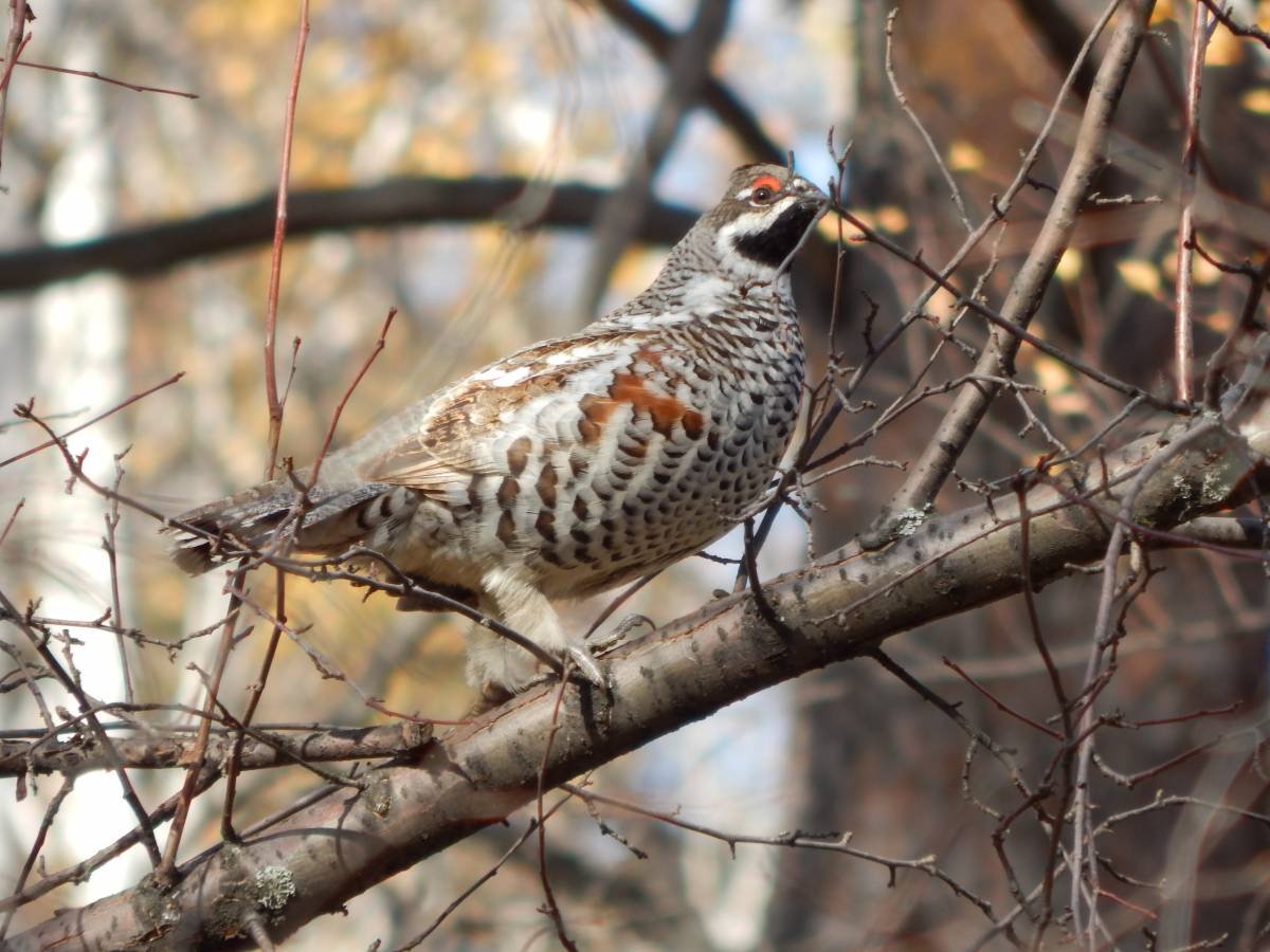 Лесные птицы НСО